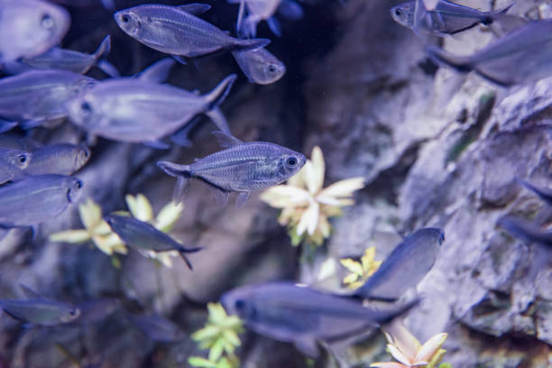 istock Image of tropical fish tank aquarium, black phantom tetra 961748116