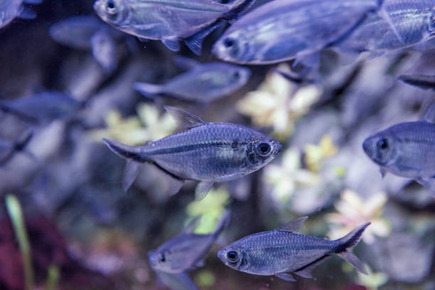 istock Image of tropical fish tank aquarium, black phantom tetra 961748122