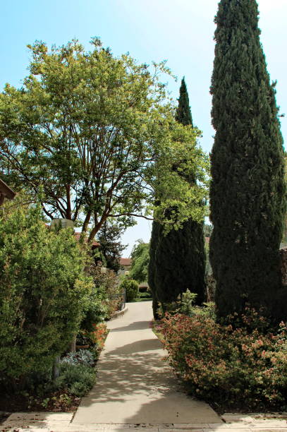 istock alley with trees and shrubs 961748468