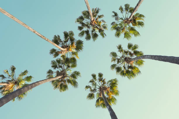 istock Tropical palm trees on clear summer sky background. Low Angle View. Toned image 961751382