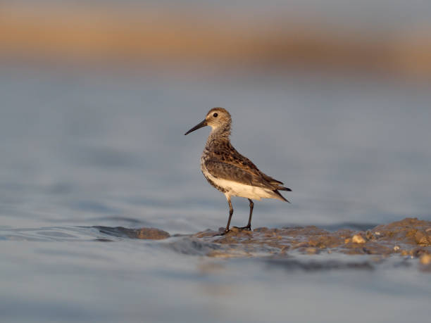 istock Dunlin, Calidris alpina 961752760