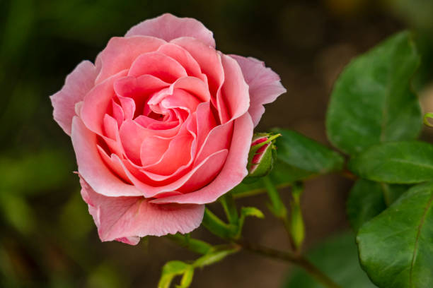 istock close up rose in nature 961753262