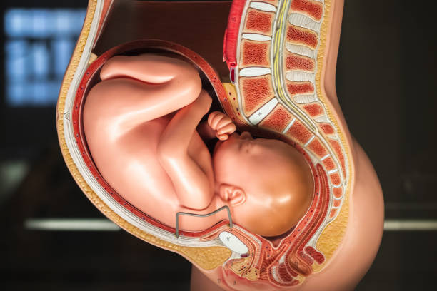 istock Pregnancy pelvis anatomy model 961754868