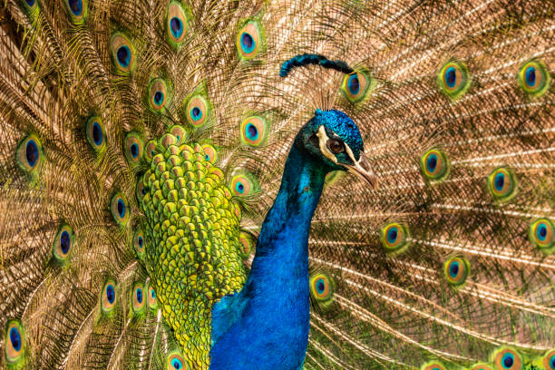 istock close up peacock in nature 961759308
