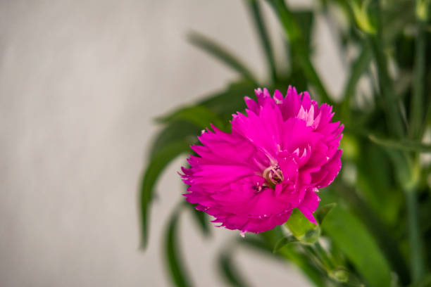 close up spring flower and leaves in nature