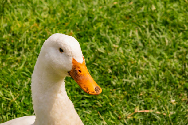 istock close up duck in nature 961759594