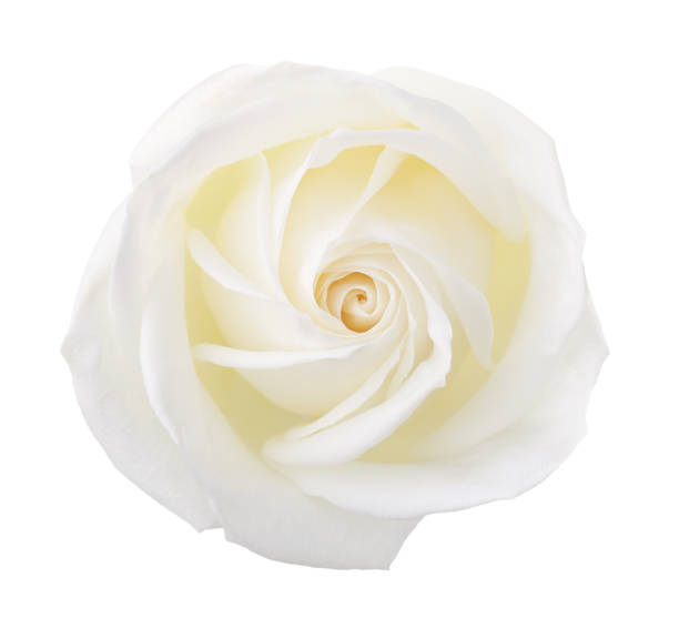 istock Rose of cream color isolated on white background. 961760914