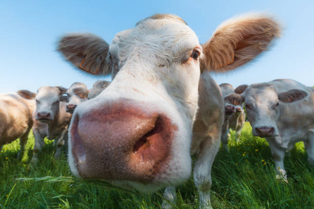 istock Cows in a grassy field on a bright and sunny day 961763854