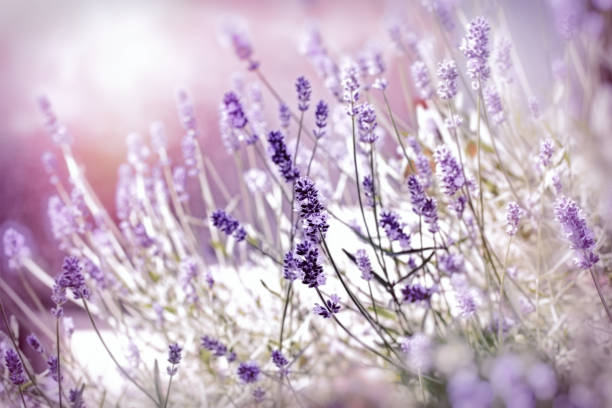 istock Soft focus on lavender flower, beautiful lavender lit by sunlight 961764108
