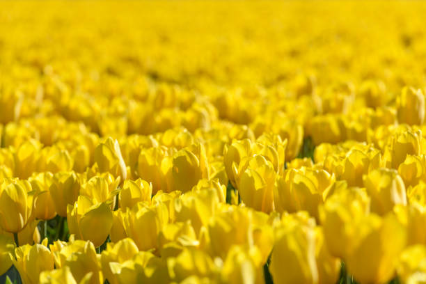 Yellow tulips in a field with during a beautiful spring day in Holland.