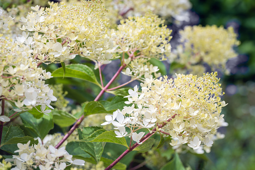 Closeup of a creamy white flowering Hydrangea paniculata in the summer season. The new branches and twigs are reddish and purple.