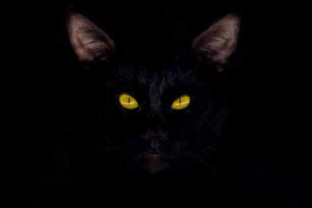 istock portrait of a black cat 961764766