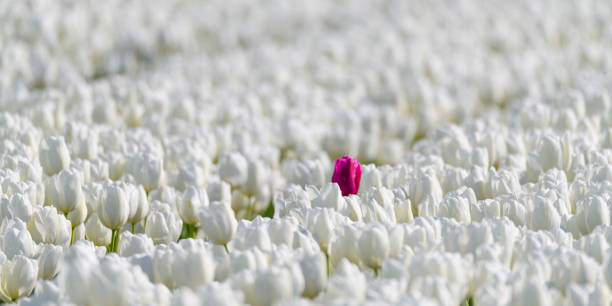 un tulipano colorato che si distingue dalla folla di tulipani bianchi - flower bed plant spring selective focus foto e immagini stock