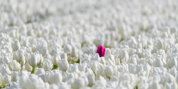 Photo of One colored tulip standing out from the crowd of white tulips