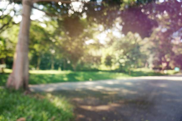 istock Blurred of beautiful nature Green tree forest background. with copy space 961765344