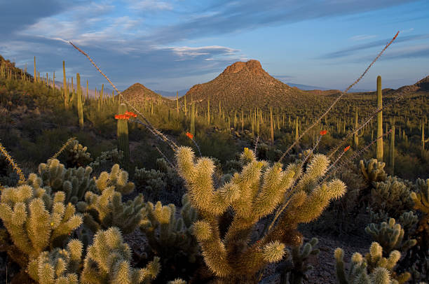 Cactus of Saguaro National Park stock photo