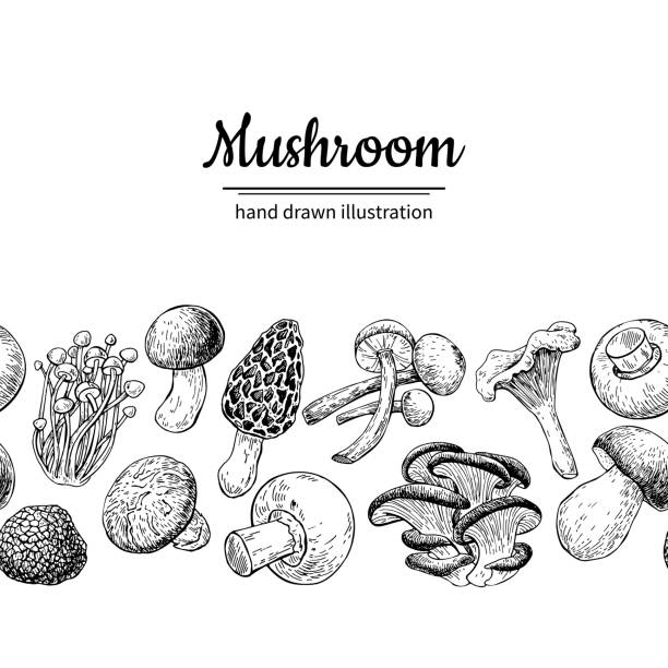 illustrazioni stock, clip art, cartoni animati e icone di tendenza di bordo delle cuciture vettoriali di disegno dei funghi. cornice alimentare isolata - honey agaric