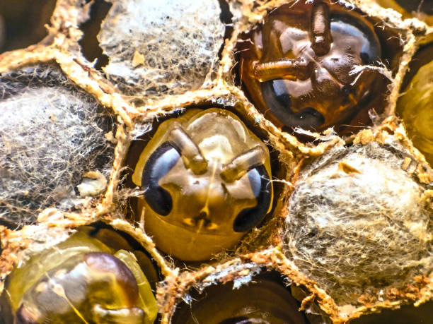 New born boney bees in bee hive stock photo