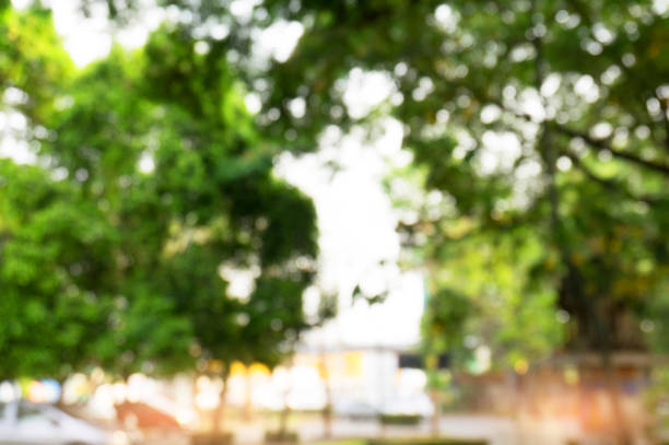 istock Blurred beautiful nature background blurry of leaf bokeh forest. for background usage 961773422