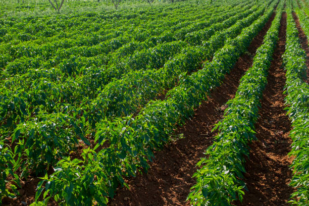 istock Vegetable Crops Grow on Fertile Farmland 961778384