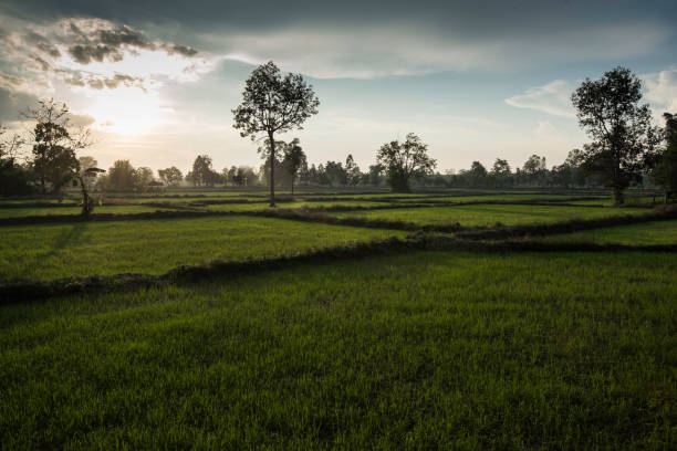 istock Late evening sun highlighting rice fields Asia 961778640