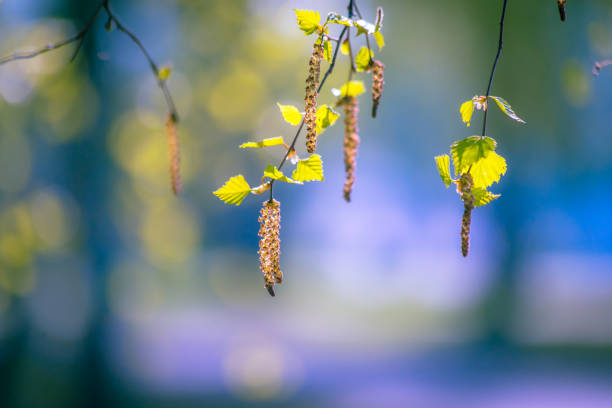 Birch flowering time. Photo from Sotkamo, Finland.