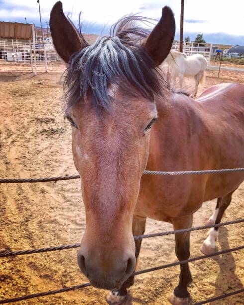 istock Horse in Big Water, Utah 961783474
