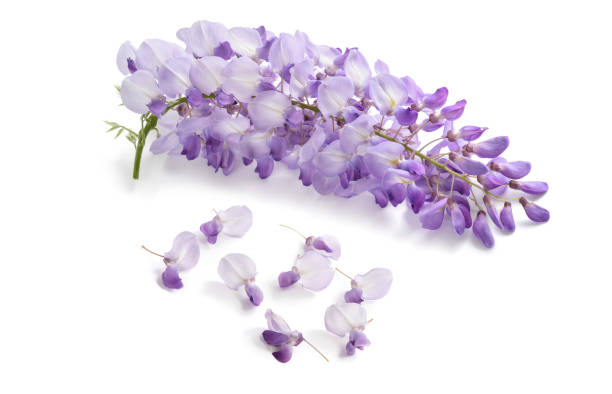 istock Wisteria flowers isolated 961784018