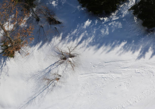 istock Aerial view of the forest 961784256