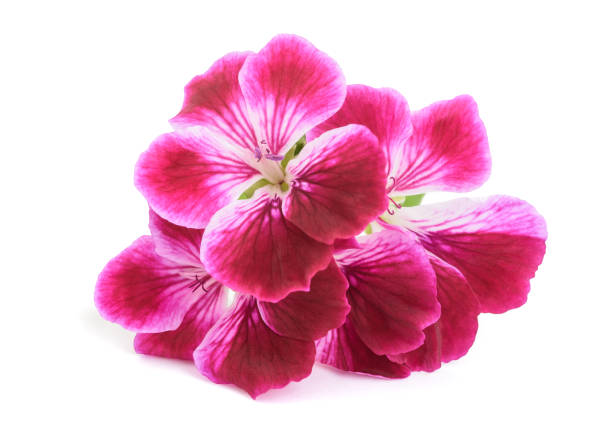 istock Pelargonium grandiflorum Imperial 961784262