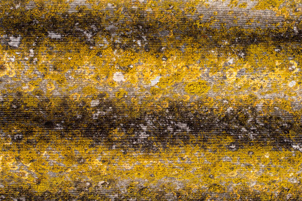 istock Background of old grey fluted slate with mosses 961785286
