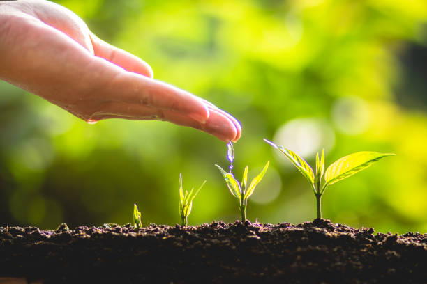 istock plant a tree Growing tree care tree And hands watering trees In nature 961790500