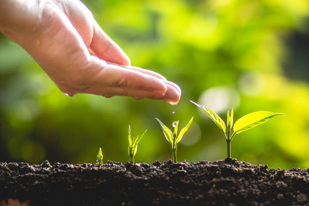 istock plant a tree Growing tree care tree And hands watering trees In nature 961790528