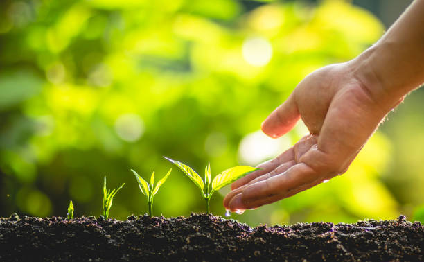 istock plant a tree Growing tree care tree And hands watering trees In nature 961790688