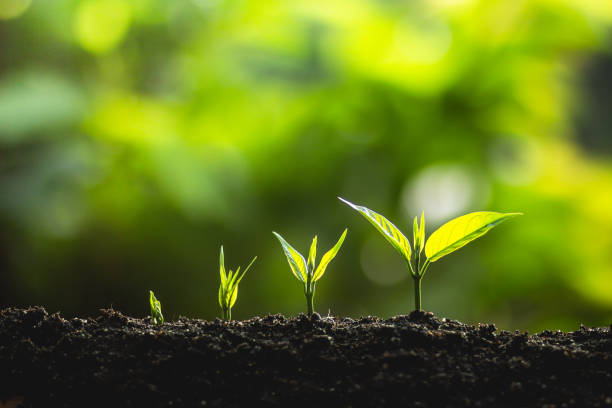 istock plant a tree Growing tree care tree And hands watering trees In nature 961790694