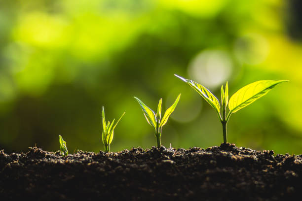 istock plant a tree Growing tree care tree And hands watering trees In nature 961790800