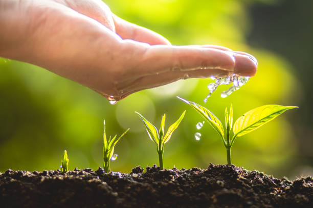 istock plant a tree Growing tree care tree And hands watering trees In nature 961790810