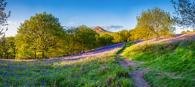 Newton Wood and Roseberry Topping, a distinctive hill in North Yorkshire, are popular with walkers and ramblers