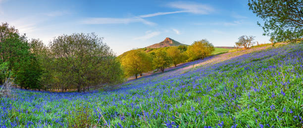 bluebell panorama below roseberry topping - 5548 imagens e fotografias de stock