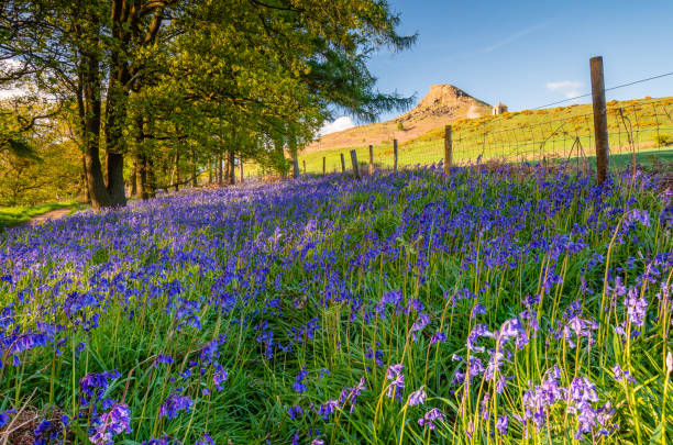 istock Roseberry Topping above Newton Wood 961792254