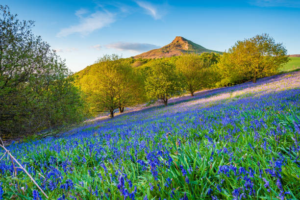 istock Bluebell Slope and Roseberry Topping 961792438