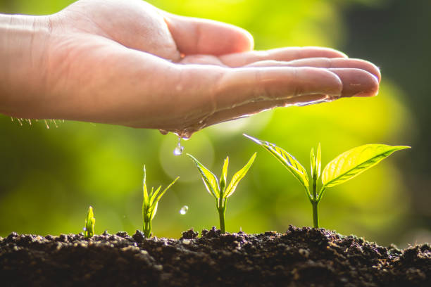 istock plant a tree Growing tree care tree And hands watering trees In nature 961793032