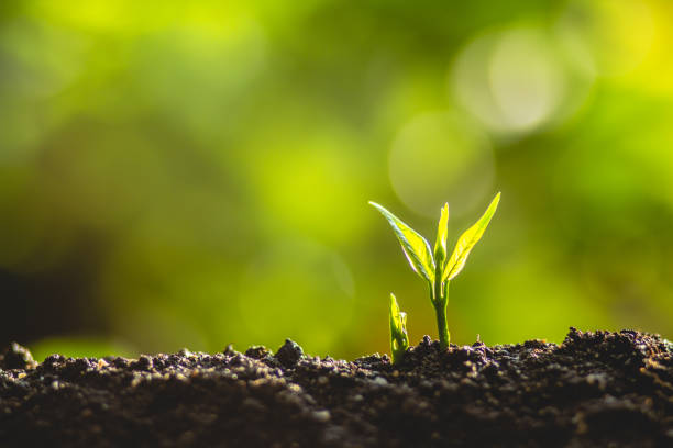 istock plant a tree Growing tree care tree And hands watering trees In nature 961793102