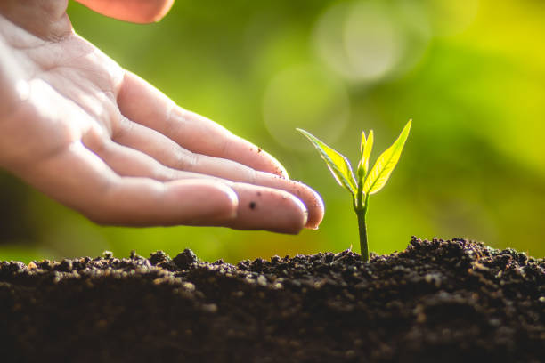 istock plant a tree Growing tree care tree And hands watering trees In nature 961793190