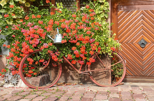 A red rusty bike used as decoration in front of a house front overgrown with geranium