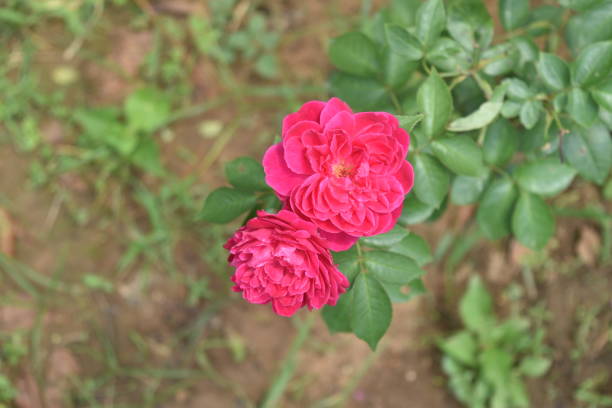 istock red rose flowers in garden 961797140