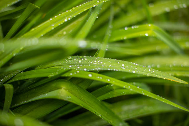 istock Green leaves and rain drops 961798666