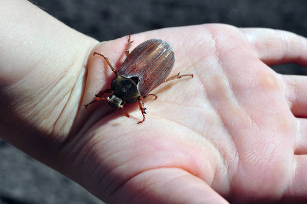 istock a brown beetle sits on the man's hand 961799518