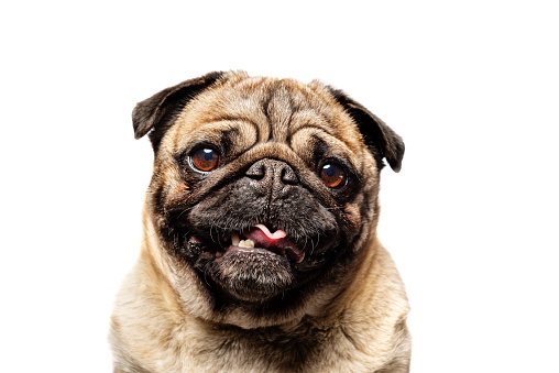 side of Cute dog pug breed standing and making funny or serious face feeling happiness and cheerful,à¸ºBeautiful Purebred dog and healthy dog,Isolated on white background,Dog friendly Concept