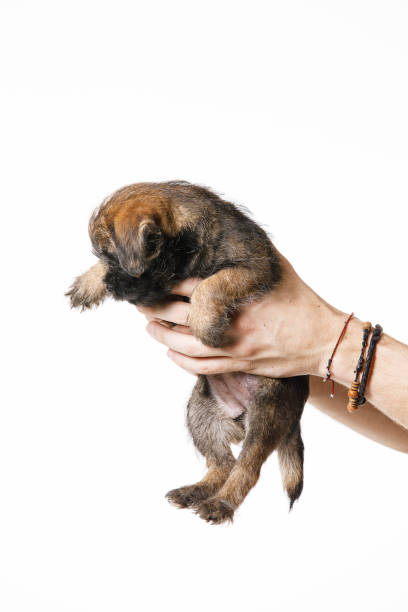 istock Little beautiful puppy 961803856